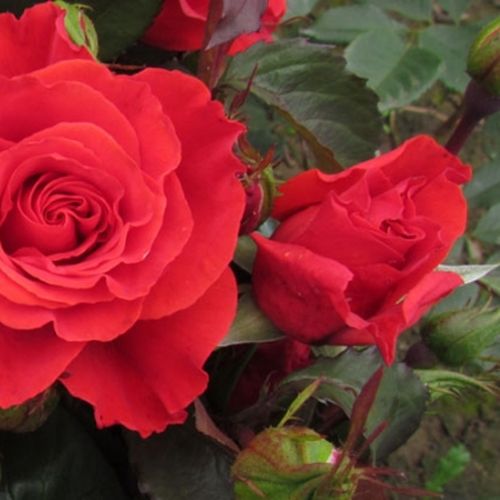Rozenstruik - Webwinkel - Rosa Best Dad™ - zacht geurende roos - Stamroos - Theehybriden  - rood - Ronnie Rawlinsrechtopstaande kroonvorm - 0